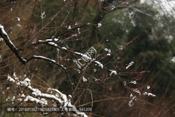 梅花