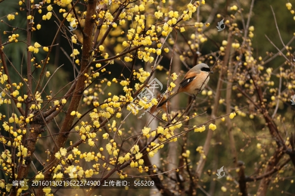 臘梅