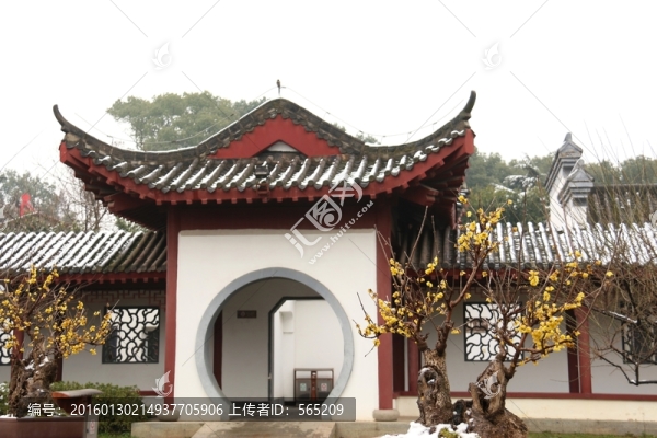 臘梅