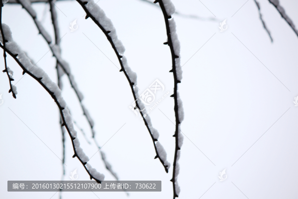 雪景