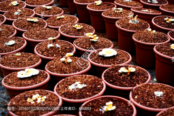 人工種植,靈芝