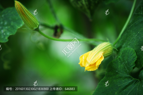 倭瓜花,南瓜花