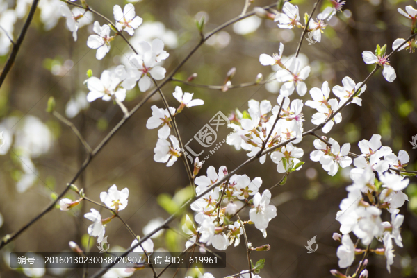 山花繽紛