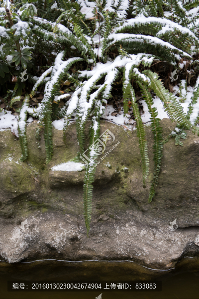 積雪