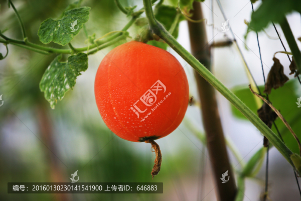 狀員紅瓜,南瓜