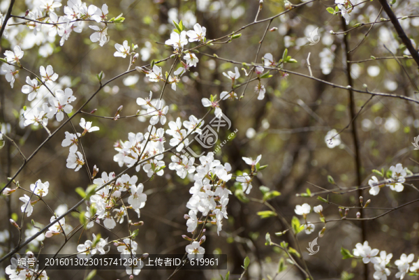 山花繽紛