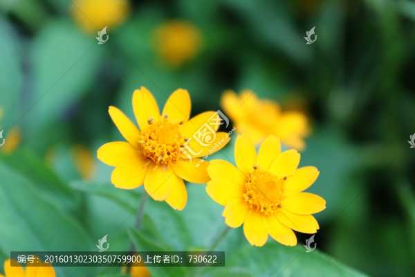 花卉