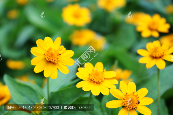 花卉