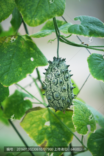 瓜,蔬菜,植物