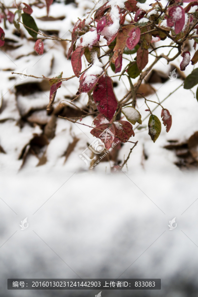 雪景