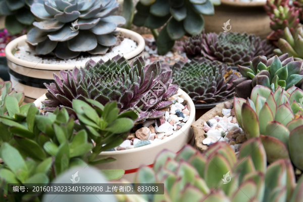 多肉植物