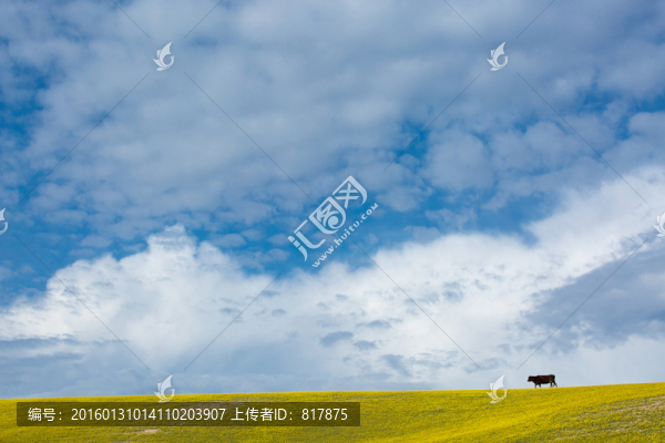 黃花草原