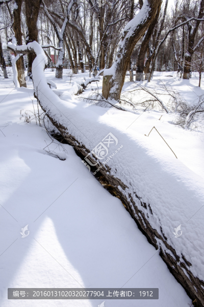 樹林