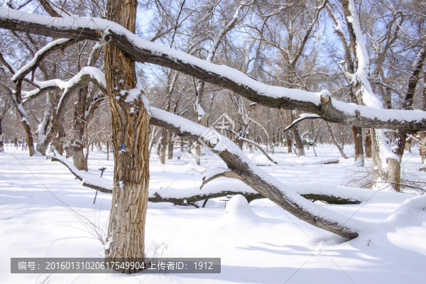 冬雪