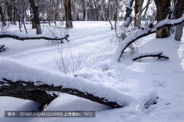 樹林
