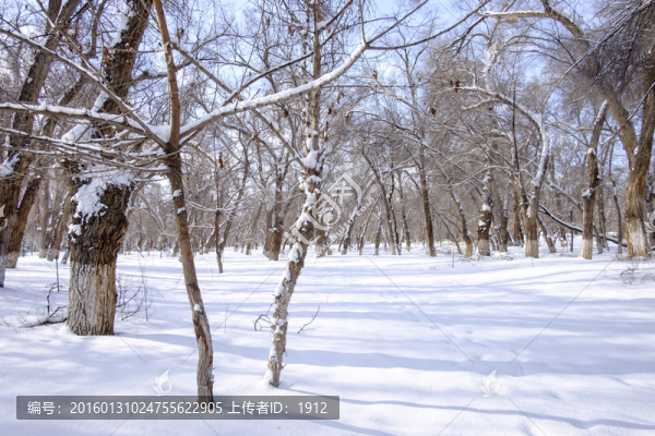 冬雪