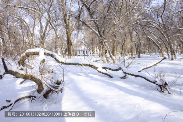 冬雪