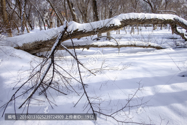 冬雪