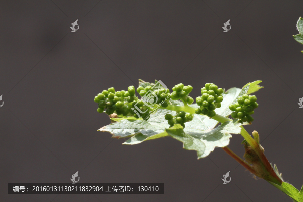 葡萄花蕾