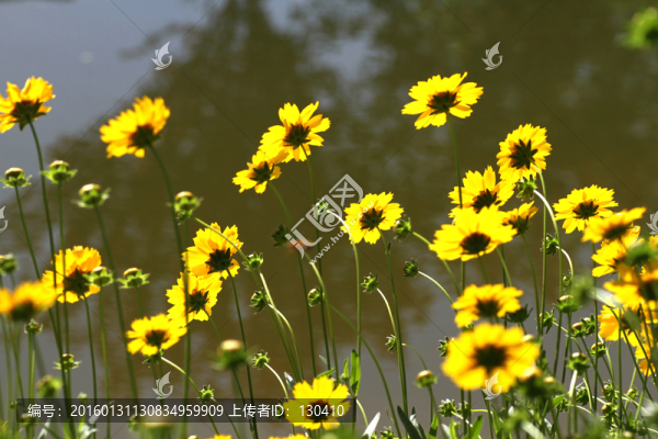 金盞花
