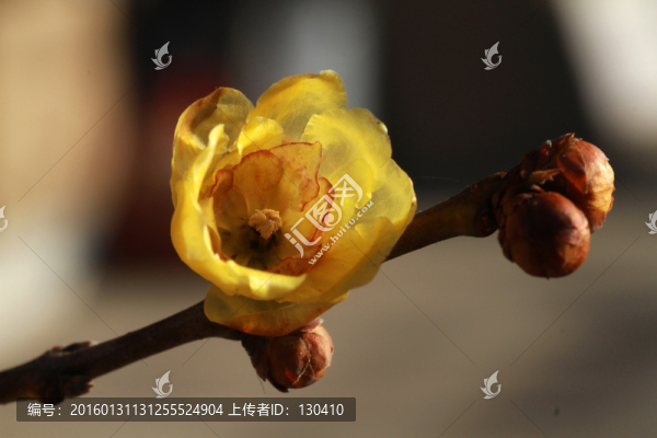 臘梅