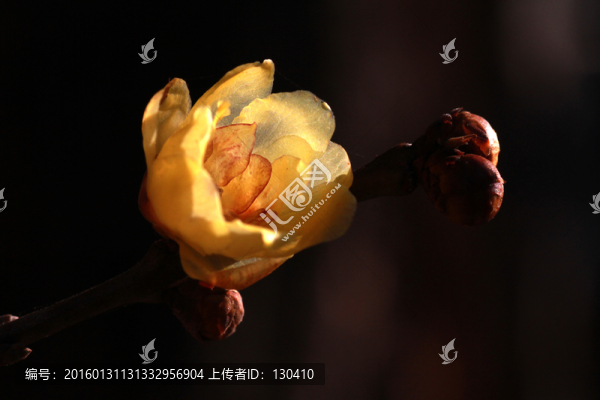 臘梅
