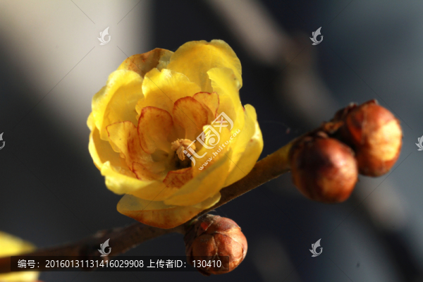 臘梅