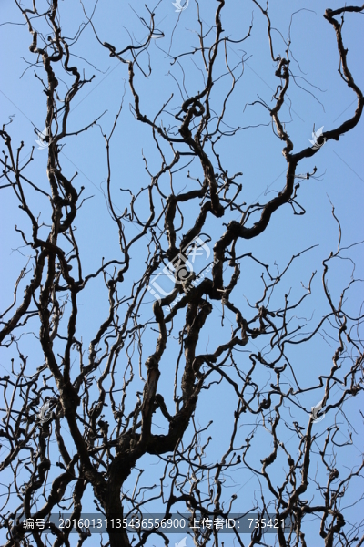 樹(shù)枝