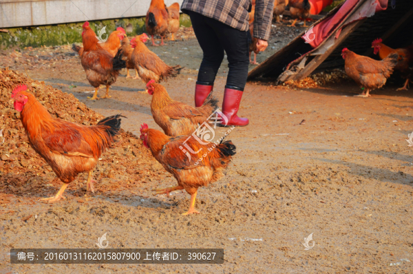 散養(yǎng)土雞
