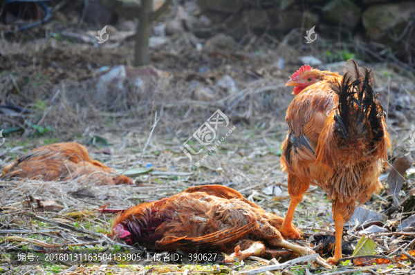 散養(yǎng)雞