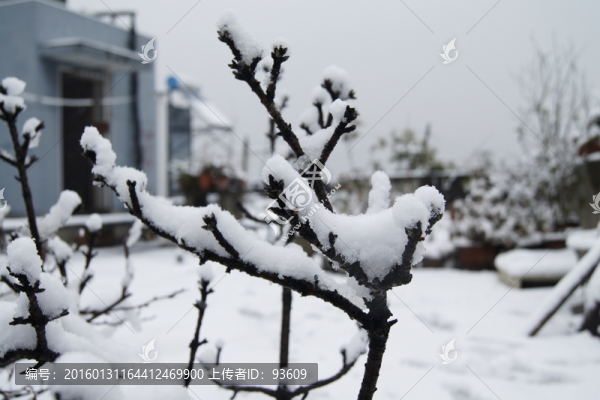 雪