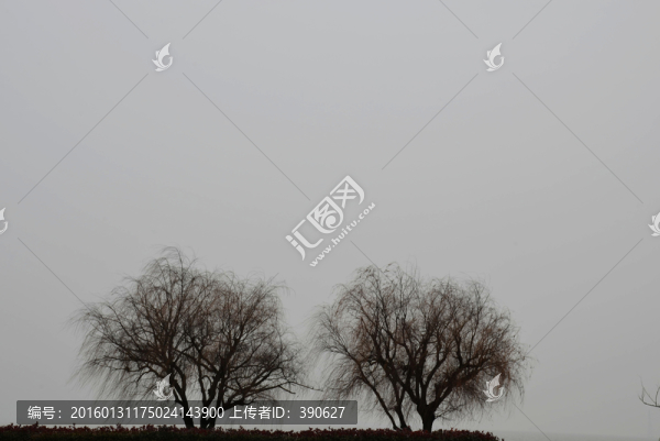 枯樹