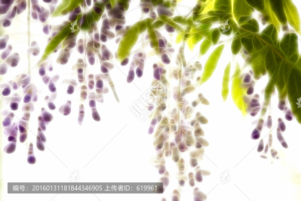 紫藤花