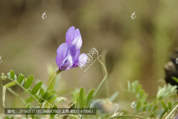 野豌豆花