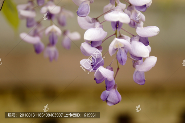 紫藤花穗