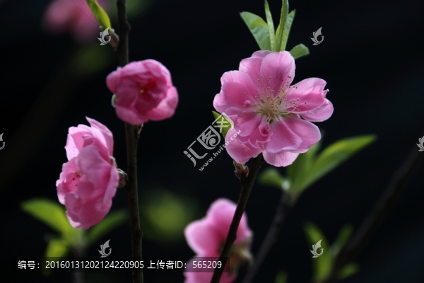 桃花