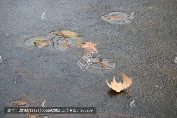池塘結(jié)冰