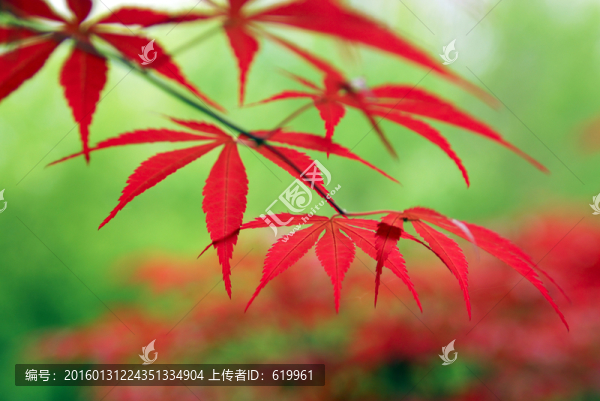 紅楓