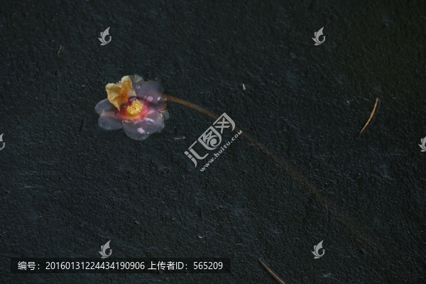 冰凍落花