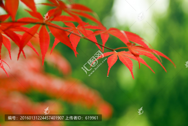 紅楓