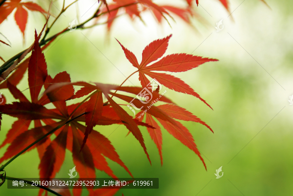 紅楓