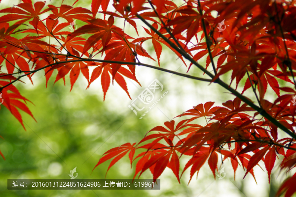 紅楓
