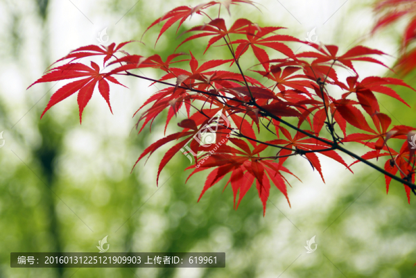 紅楓