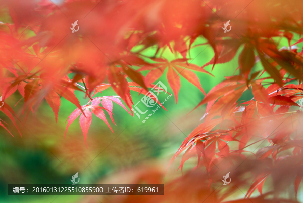 紅楓