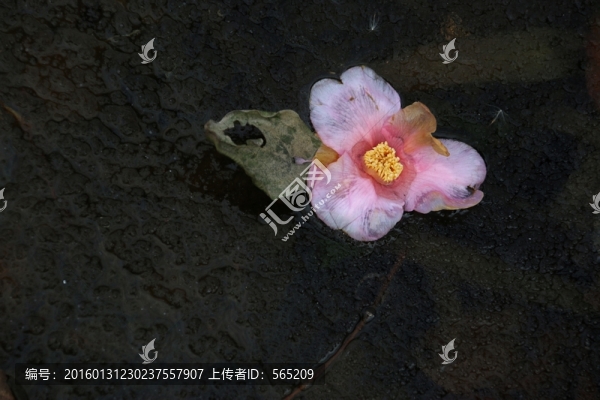 冰凍落花