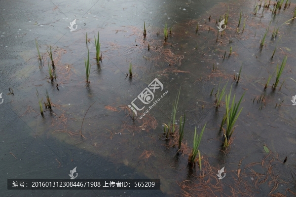 冰中綠草