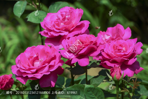 月季花