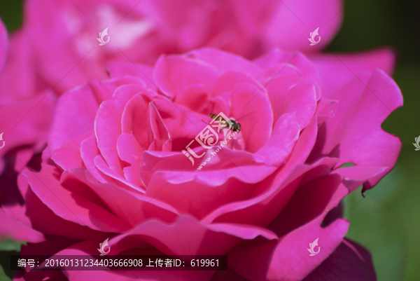 月季花