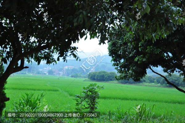 田野