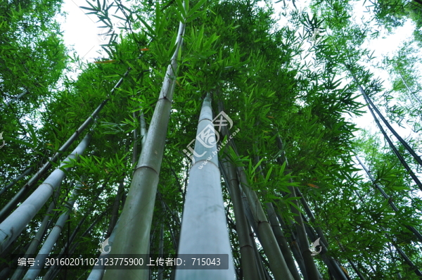 竹林